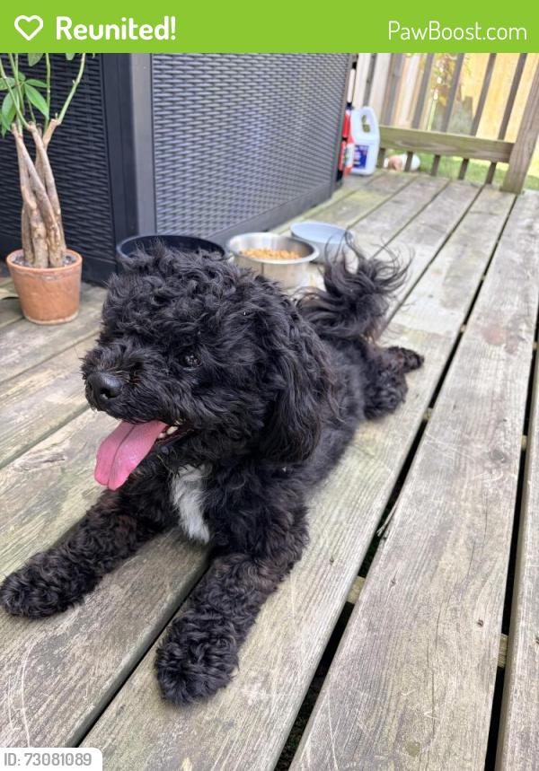 Reunited Male Dog last seen 62nd and Carroll Road, Indianapolis, IN 46235