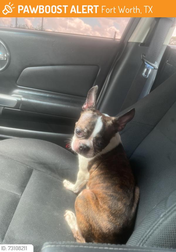Found/Stray Male Dog last seen W Gambrell st & Waits Ave, Fort Worth, TX 76115