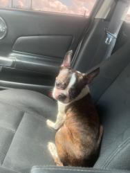 Found/Stray Male Dog last seen W Gambrell st & Waits Ave, Fort Worth, TX 76115
