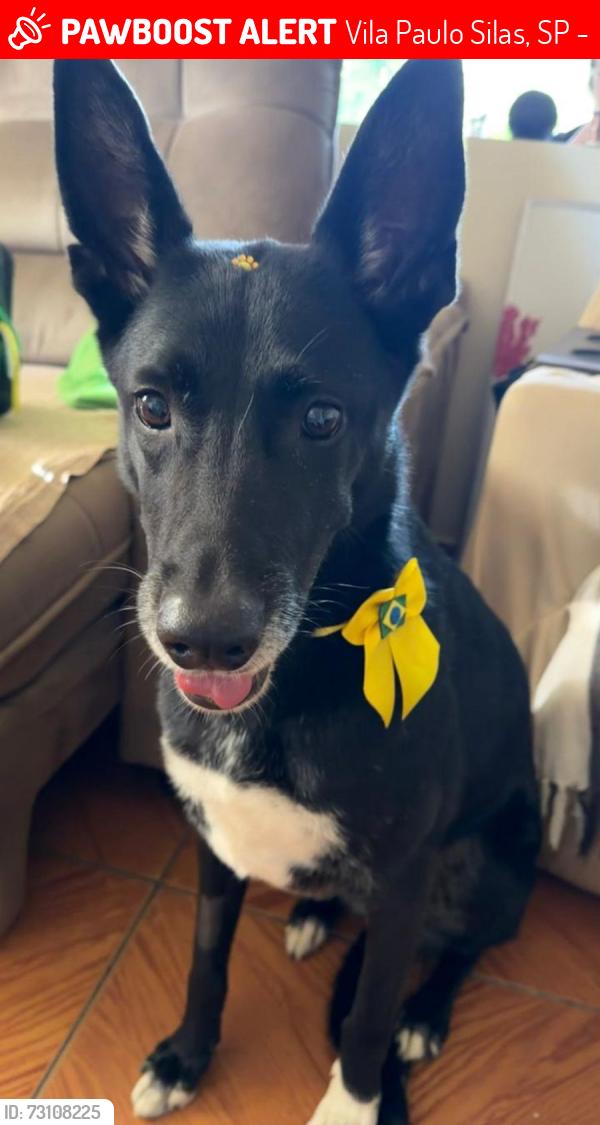 Lost Female Dog last seen av oratorio, Vila Paulo Silas, SP 03264-050