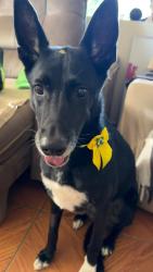 Lost Female Dog last seen av oratorio, Vila Paulo Silas, SP 03264-050