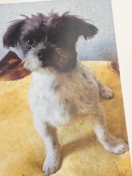 Reunited Male Dog last seen Vineland Ave/ Parroquia del Santo Rosario, Los Angeles, CA 91352