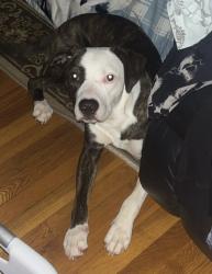Lost Male Dog last seen Villas at northview, Hickory, NC 28601