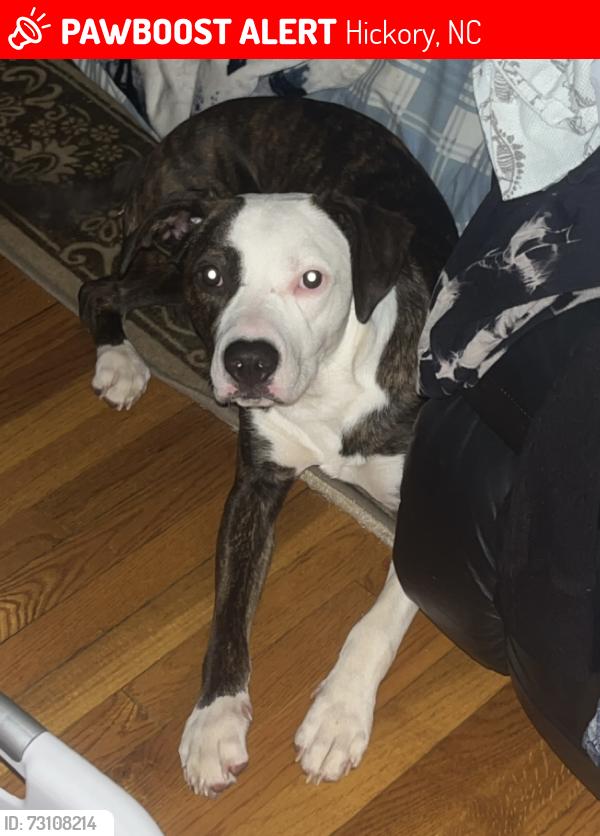 Lost Male Dog last seen Villas at northview, Hickory, NC 28601