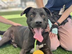 Shelter Stray Male Dog last seen , 957 N Gaffey St, San Pedro, CA 90731, USA