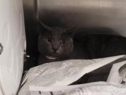 Shelter Stray Male Cat last seen , 957 N Gaffey St, San Pedro, CA 90731, USA