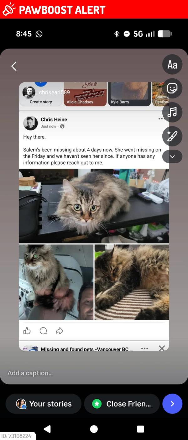 Lost Female Cat last seen Near Capilano way, New Westminster, BC V3L 5H2