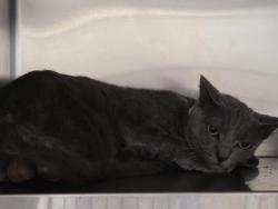 Shelter Stray Male Cat last seen , 957 N Gaffey St, San Pedro, CA 90731, USA
