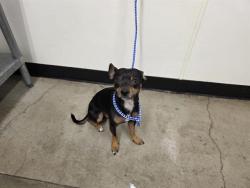Reunited Male Dog last seen Near Saddle Rack St, San Jose, CA 95126, USA, San Jose, CA 95126