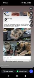 Lost Female Cat last seen Near Capilano way, New Westminster, BC V3L 5H2