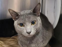 Shelter Stray Male Cat last seen , 957 N Gaffey St, San Pedro, CA 90731, USA