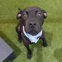 Shelter Stray Female Dog last seen W BROADVIEW, 4710 TX-151, San Antonio, TX 78227, USA