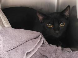 Shelter Stray Female Cat last seen , 957 N Gaffey St, San Pedro, CA 90731, USA
