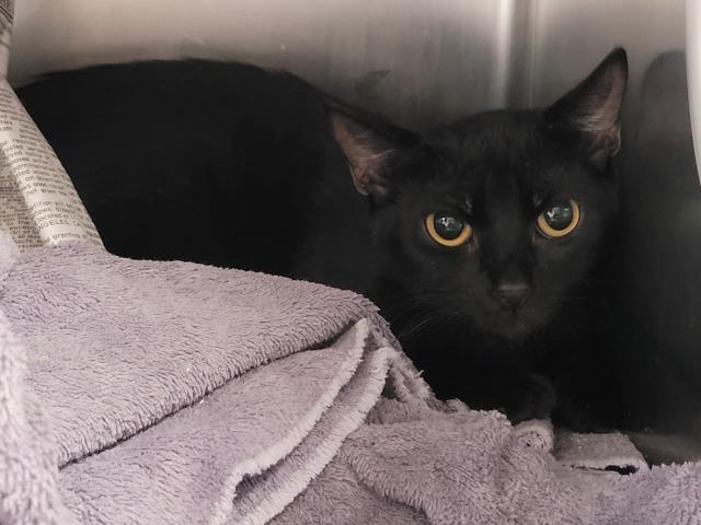 Shelter Stray Female Cat last seen , 957 N Gaffey St, San Pedro, CA 90731, USA