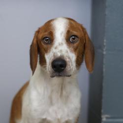 Shelter Stray Female Dog last seen Near BLOCK COMMERICAL, 4710 TX-151, San Antonio, TX 78227, USA