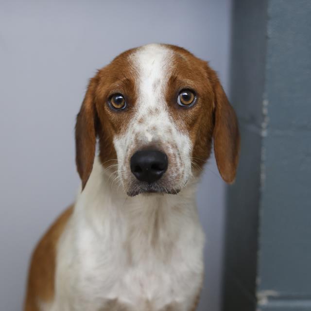 Shelter Stray Female Dog last seen Near BLOCK COMMERICAL, 4710 TX-151, San Antonio, TX 78227, USA
