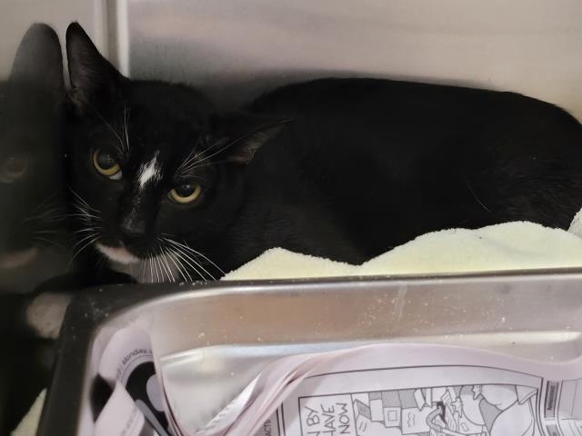 Shelter Stray Male Cat last seen , 957 N Gaffey St, San Pedro, CA 90731, USA