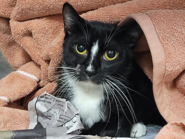 Shelter Stray Female Cat last seen , 957 N Gaffey St, San Pedro, CA 90731, USA