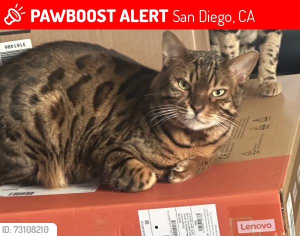 Lost Male Cat last seen Epoca Way and Reed Dr, San Diego, CA 92154