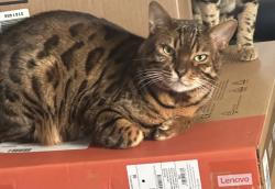Lost Male Cat last seen Epoca Way and Reed Dr, San Diego, CA 92154