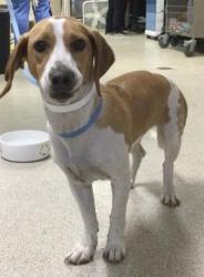 Shelter Stray Female Dog last seen LA SIERRA AVE, RIVERSIDE, CA, 6851 Van Buren Boulevard, Jurupa Valley, CA 92509, USA