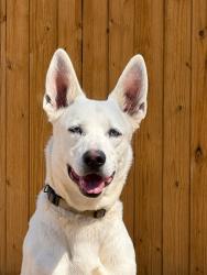 Reunited Male Dog last seen Near Melinda Ln, Dallas, TX 75217, USA, Dallas, TX 75217