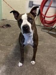 Shelter Stray Female Dog last seen FRANKLIN BLVD & 37TH AVE, 2127 Front St, Sacramento, CA 95818, USA
