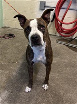 Shelter Stray Female Dog last seen FRANKLIN BLVD & 37TH AVE, 2127 Front St, Sacramento, CA 95818, USA
