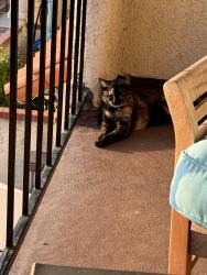 Reunited Female Cat last seen Owensmouth and Lassen, Los Angeles, CA 91303