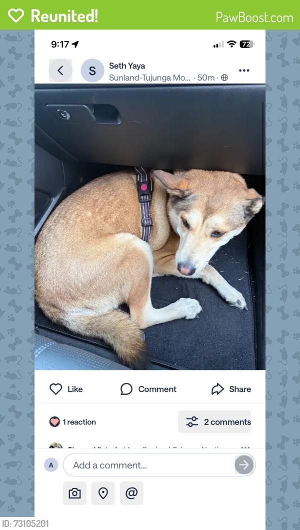 Reunited Unknown Dog last seen Haywood st. & Pali Ave, Los Angeles, CA 91042