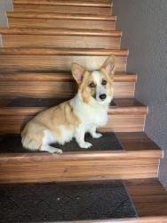 Found/Stray Unknown Dog last seen Laurel Road, Longview, WA 98632
