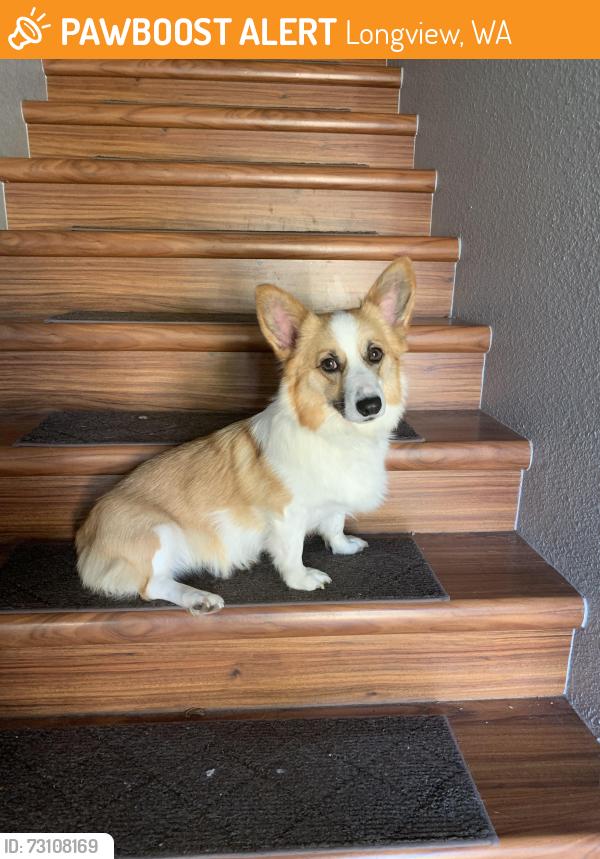 Found/Stray Unknown Dog last seen Laurel Road, Longview, WA 98632
