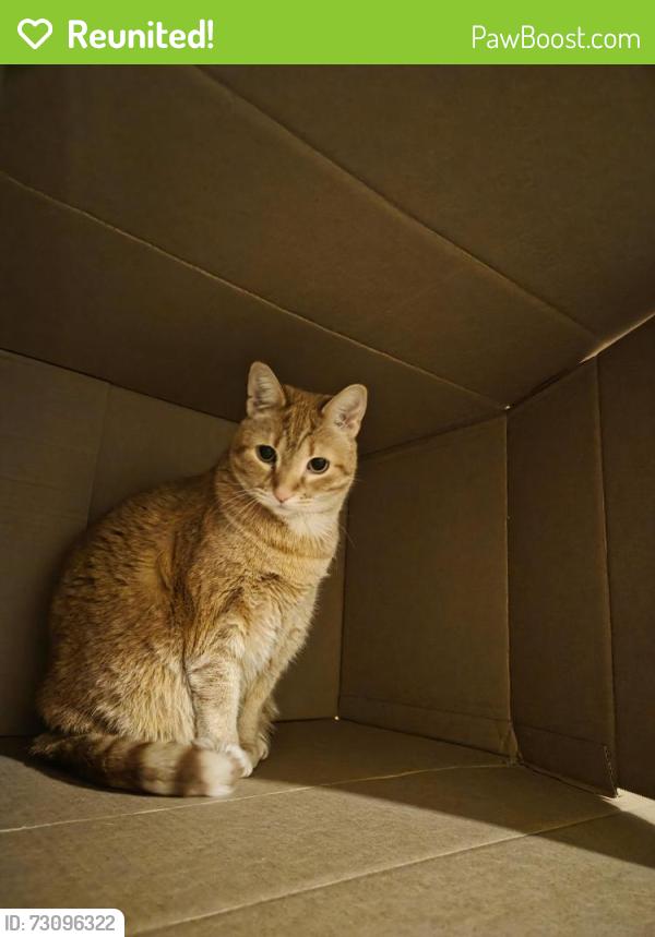 Reunited Female Cat last seen Potomac and maplewood, Chicago, IL 60622