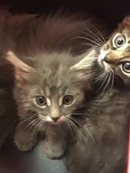 Shelter Stray Male Cat last seen Near BLOCK E 118TH, 12155 Park Blvd, Brighton, CO 80601, USA