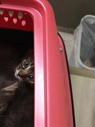 Shelter Stray Male Cat last seen Near BLOCK E 118TH, 12155 Park Blvd, Brighton, CO 80601, USA