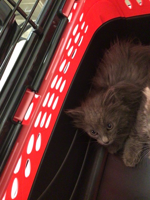 Shelter Stray Female Cat last seen Near BLOCK E 118TH, 12155 Park Blvd, Brighton, CO 80601, USA