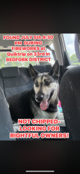 Found/Stray Male Dog last seen Quiktrip in Redfork district is the exact location found, Tulsa, OK 74107