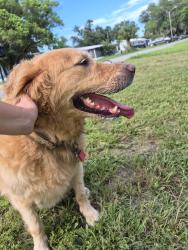 Reunited Unknown Dog last seen Kittles st, Mims, Mims, FL 32754