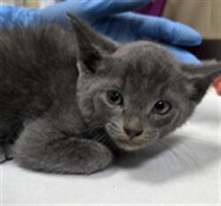Shelter Stray Female Cat last seen , 232 Eslinger Way, Sanford, FL 32773, USA