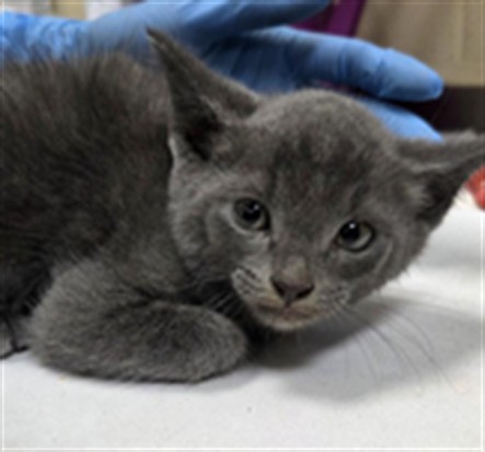 Shelter Stray Female Cat last seen , 232 Eslinger Way, Sanford, FL 32773, USA
