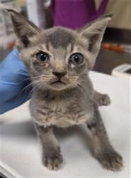 Shelter Stray Female Cat last seen , 232 Eslinger Way, Sanford, FL 32773, USA