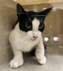 Shelter Stray Female Cat last seen , 232 Eslinger Way, Sanford, FL 32773, USA