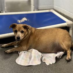Shelter Stray Female Dog last seen BLUE SPRING, 4950 SW Triana Blvd, Huntsville, AL 35805, USA