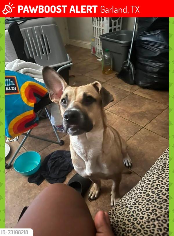 Lost Female Dog last seen Close to Trowbridge Garland Tx and, Garland, TX 75040