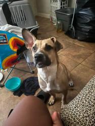 Lost Female Dog last seen Close to Trowbridge Garland Tx and, Garland, TX 75040