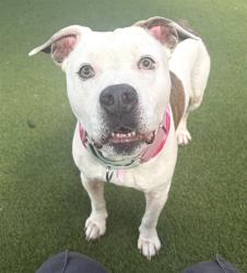 Shelter Stray Male Dog last seen Near BLOCK PALM DR, 3599 NW 79th Ave, Doral, FL 33122, USA