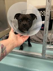 Shelter Stray Male Dog last seen W. TENNYSON/LEIDIG, 16 Barnes Ct, Hayward, CA 94544, USA