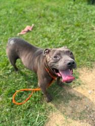 Shelter Stray Male Dog last seen Near BLOCK WILSON AVE, 3528 Newburg Rd, Louisville, KY 40218, USA