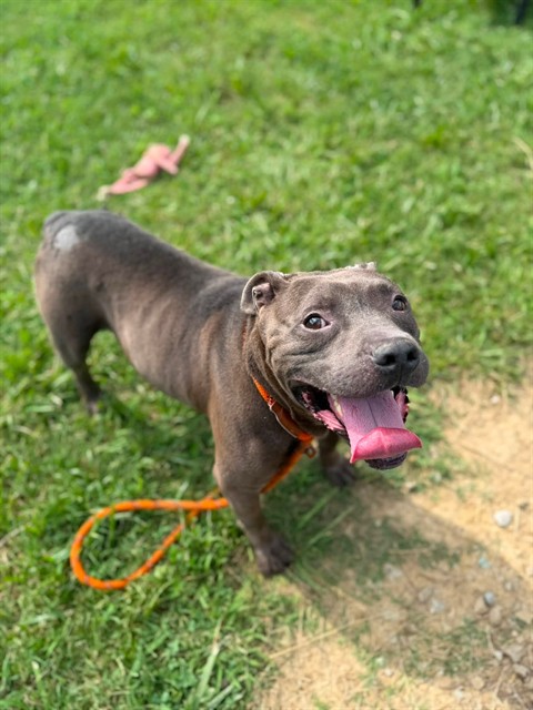 Shelter Stray Male Dog last seen Near BLOCK WILSON AVE, 3528 Newburg Rd, Louisville, KY 40218, USA