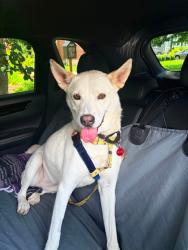 Shelter Stray Female Dog last seen Near BLOCK CAMPUS PLACE, 3528 Newburg Rd, Louisville, KY 40218, USA